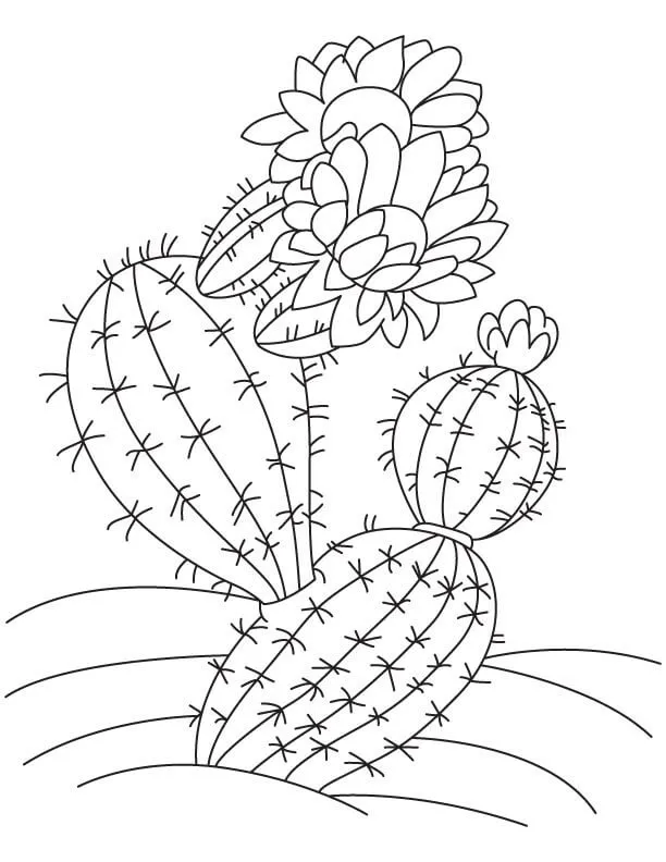 Cactus 23
